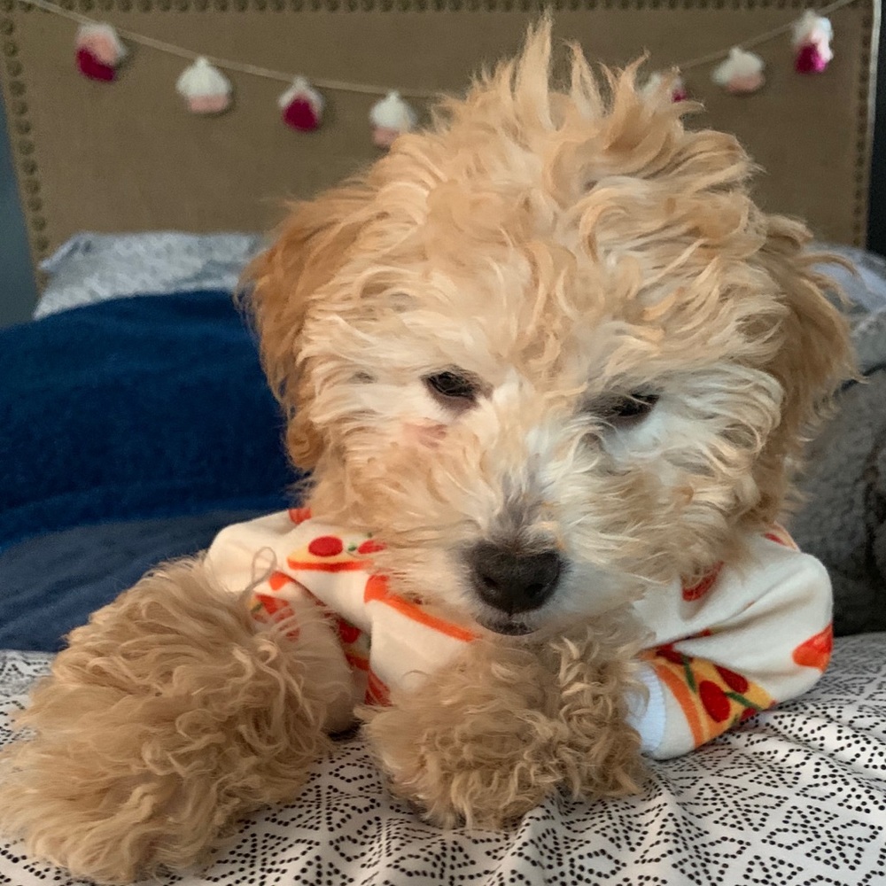 Meet your Posher, Emilee